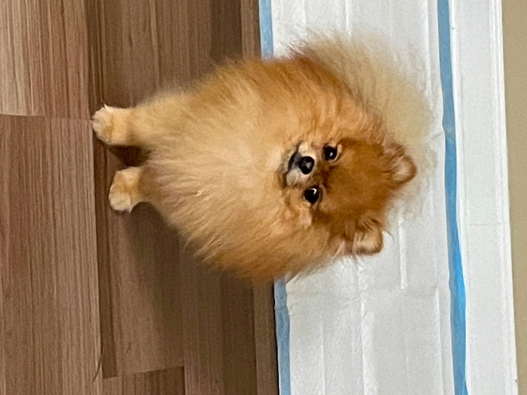 Thor is registered to the contest to win money with this photo: canidae, carnivore, companion_dog, dog, dog_breed, fawn, fur, german_spitz, german_spitz_klein, german_spitz_mittel, hardwood, liver, snout, spitz, sporting_group, tail, terrestrial_animal, whiskers, wood, working_animal