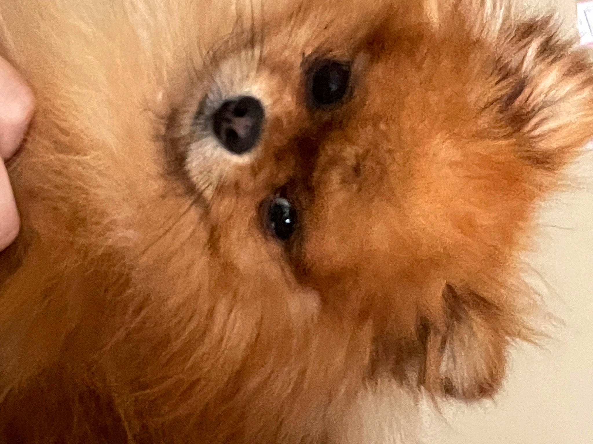Thor is registered to the contest to win money with this photo: canidae, carnivore, close_up, companion_dog, dog, dog_breed, ear, eye, eyelash, fawn, german_spitz, hair, iris, liver, snout, spitz, sporting_group, toy_dog, whiskers, working_animal