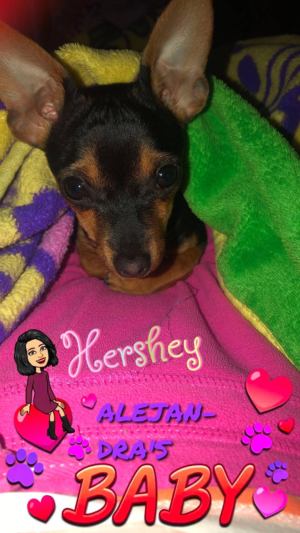 Hershey is registered to the contest to win money with this photo: canidae, carnivore, companion_dog, dog, dog_breed, english_toy_terrier, german_pinscher, mammal, manchester_terrier, miniature_pinscher, pinscher, prazsky_krysarik, puppy, rat_terrier, russkiy_toy, snout, toy_dog, toy_manchester_terrier, vertebrate