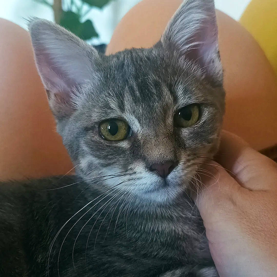 Ti'Punch a rejoint le concours — aidez-le/la à gagner de superbes lots ! carnivore, cat, comfort, domestic_short_haired_cat, ear, eye, felidae, fur, head, russian_blue, small_to_medium_sized_cats, snout, terrestrial_animal, whiskers, window