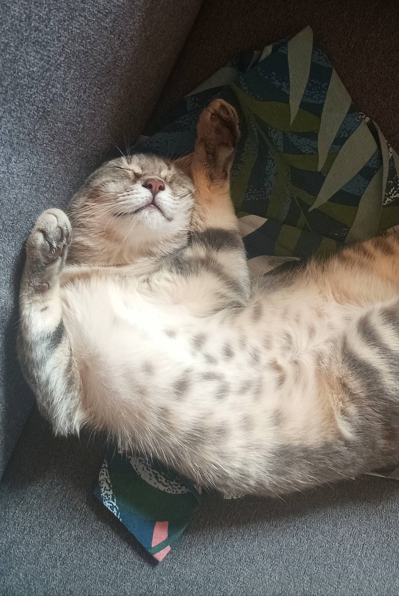 Ti'Punch a rejoint le concours — aidez-le/la à gagner de superbes lots ! carnivore, cat, cat_bed, cat_supply, claw, comfort, domestic_short_haired_cat, eye, fawn, felidae, foot, fur, nap, paw, small_to_medium_sized_cats, tail, terrestrial_animal, whiskers