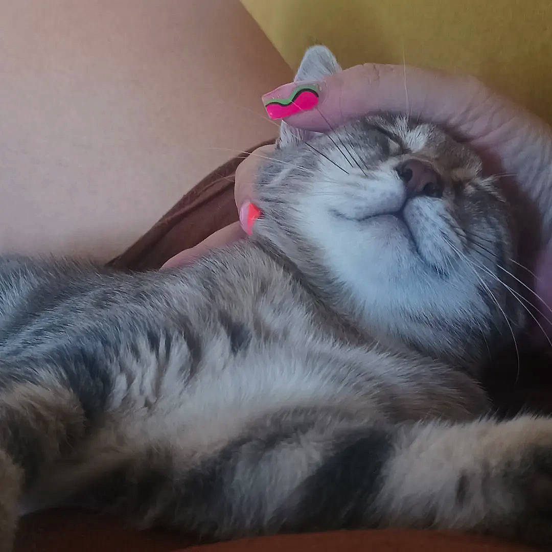 Ti'Punch a rejoint le concours — aidez-le/la à gagner de superbes lots ! bed, carnivore, cat, claw, cloud, comfort, domestic_short_haired_cat, felidae, fur, grey, love, nap, paw, sleep, small_to_medium_sized_cats, snout, tail, whiskers, yawn