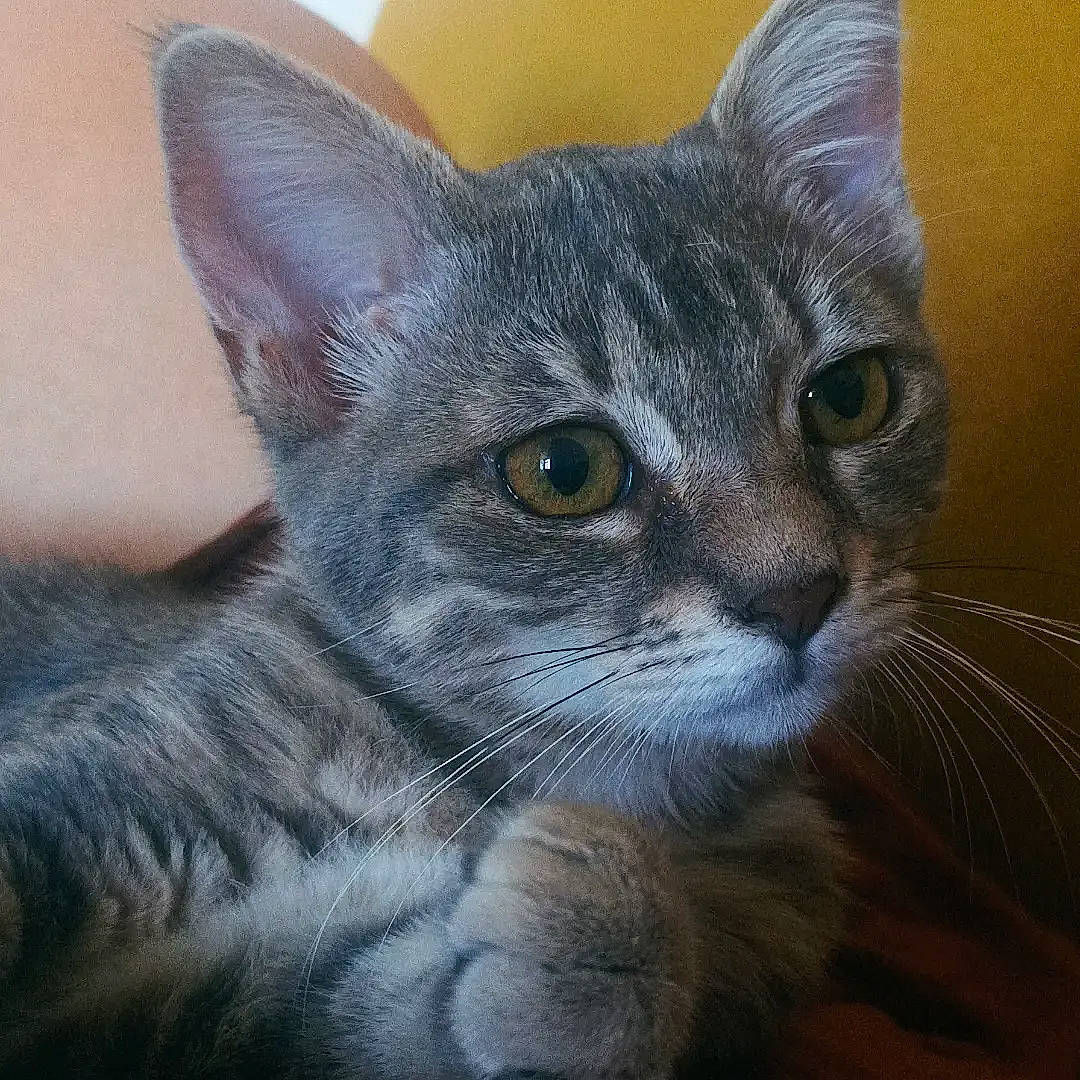 Ti'Punch a rejoint le concours — aidez-le/la à gagner de superbes lots ! carnivore, cat, domestic_short_haired_cat, felidae, fur, grey, small_to_medium_sized_cats, snout, terrestrial_animal, whiskers, window