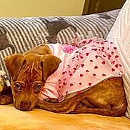 Sophia is registered to the contest to win money with this photo: animal, blanket, brown_dog, couch, cozy, cute, dog, domestic_animal, fur, heart_pattern, home, indoor, lying_down, pet, pink_dress, puppy, resting, sleepy, small_dog, soft_texture