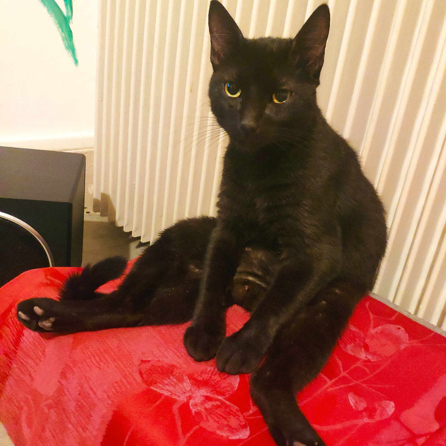 Kroggu participe au concours pour gagner de l'argent avec cette photo : abyssinian, animal, blackcat, cat, furniture, kitten, manx, pet, velvet