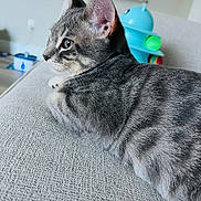 Leo joined the competition — help win amazing prizes! animal, cat, closeup, colorful, couch, curious, domestic, ears, fabric, fur, furniture, gray_tabby, home, indoor, kitten, pet, relaxed, side_view, toy, whiskers