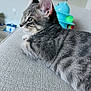 animal, cat, closeup, colorful, couch, curious, domestic, ears, fabric, fur, furniture, gray_tabby, home, indoor, kitten, pet, relaxed, side_view, toy, whiskers