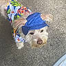 dog, small_dog, pet, clothing, hat, blue_hat, floral_outfit, colorful_clothing, looking_up, gray_floor, text_overlay, screenshot, social_media, facebook_post, emojis, demanding_expression, indoor, animal, cute, playful