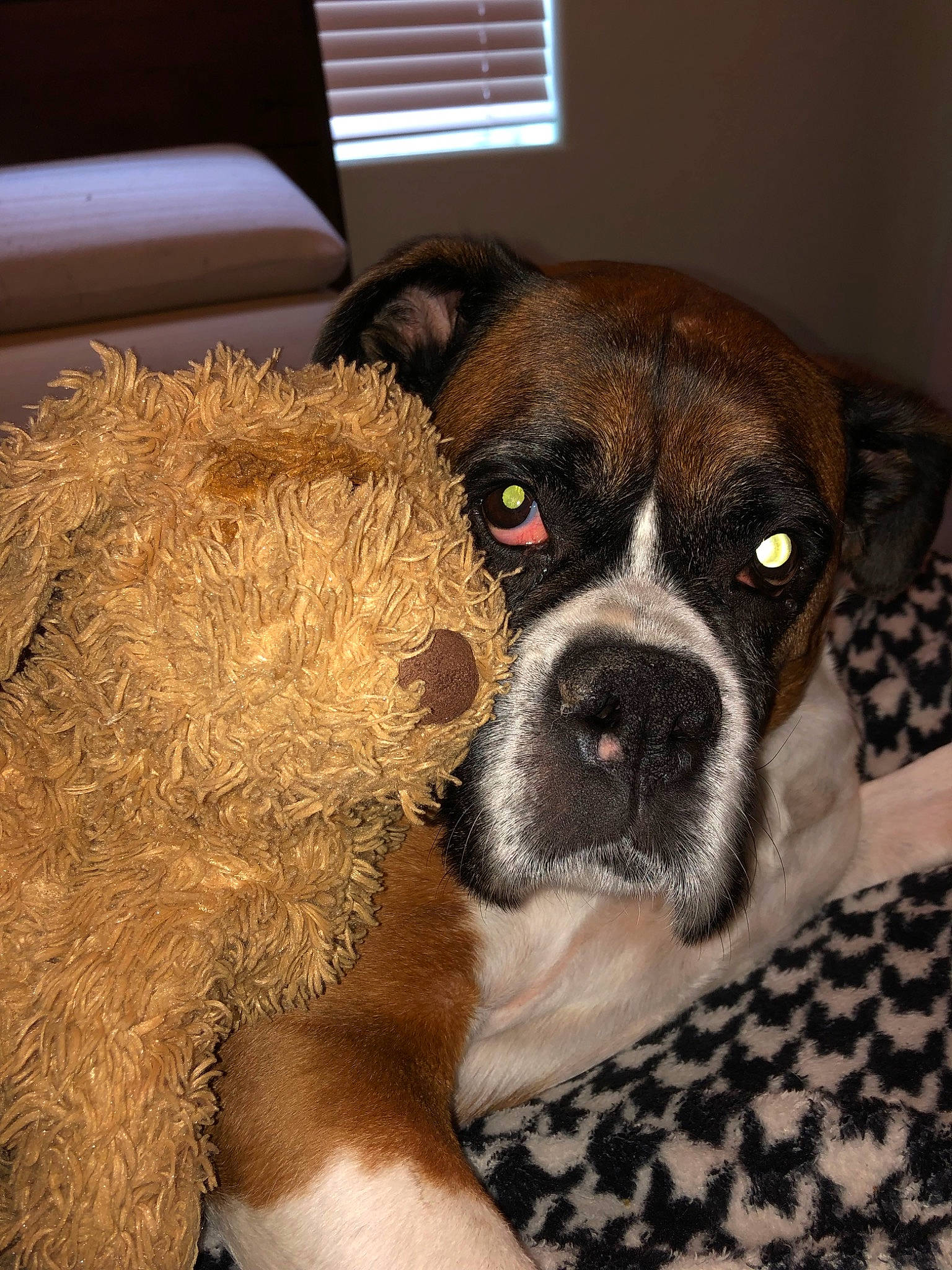 Xandi joined the competition — help win amazing prizes! boxer, bullmastiff, canidae, carnivore, companion_dog, dog, dog_breed, fawn, mammal, non_sporting_group, nose, old_english_bulldog, olde_english_bulldogge, puppy, rare_breed_dog, snout, sporting_group, valley_bulldog, vertebrate, whiskers