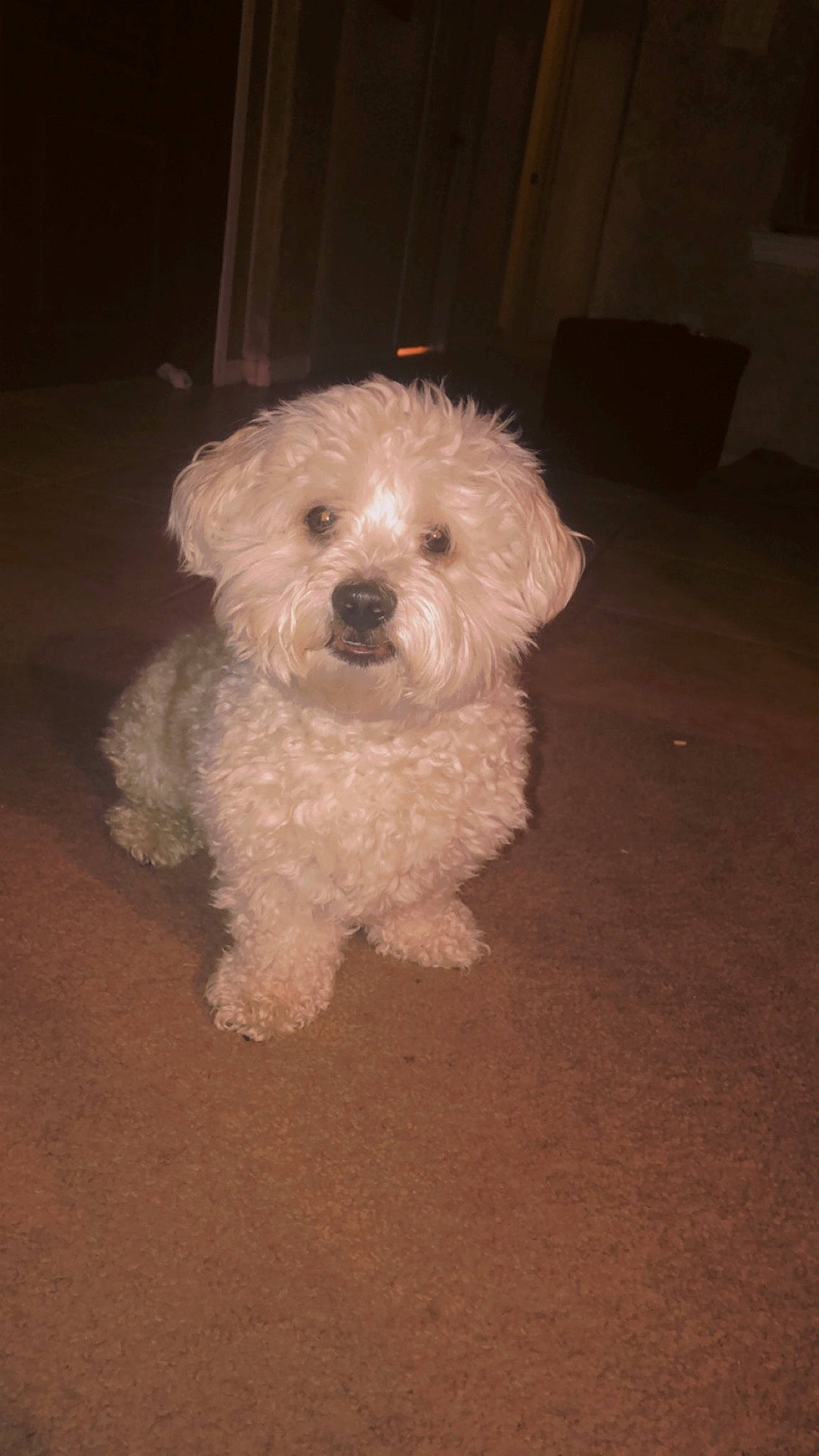 Buddy joined the competition — help win amazing prizes! bolognese, bolonka, canidae, carnivore, cockapoo, companion_dog, dog, dog_breed, havanese, maltepoo, maltese, mammal, miniature_poodle, poodle, poodle_crossbreed, puppy, schnoodle, sporting_lucas_terrier, toy_poodle, vertebrate