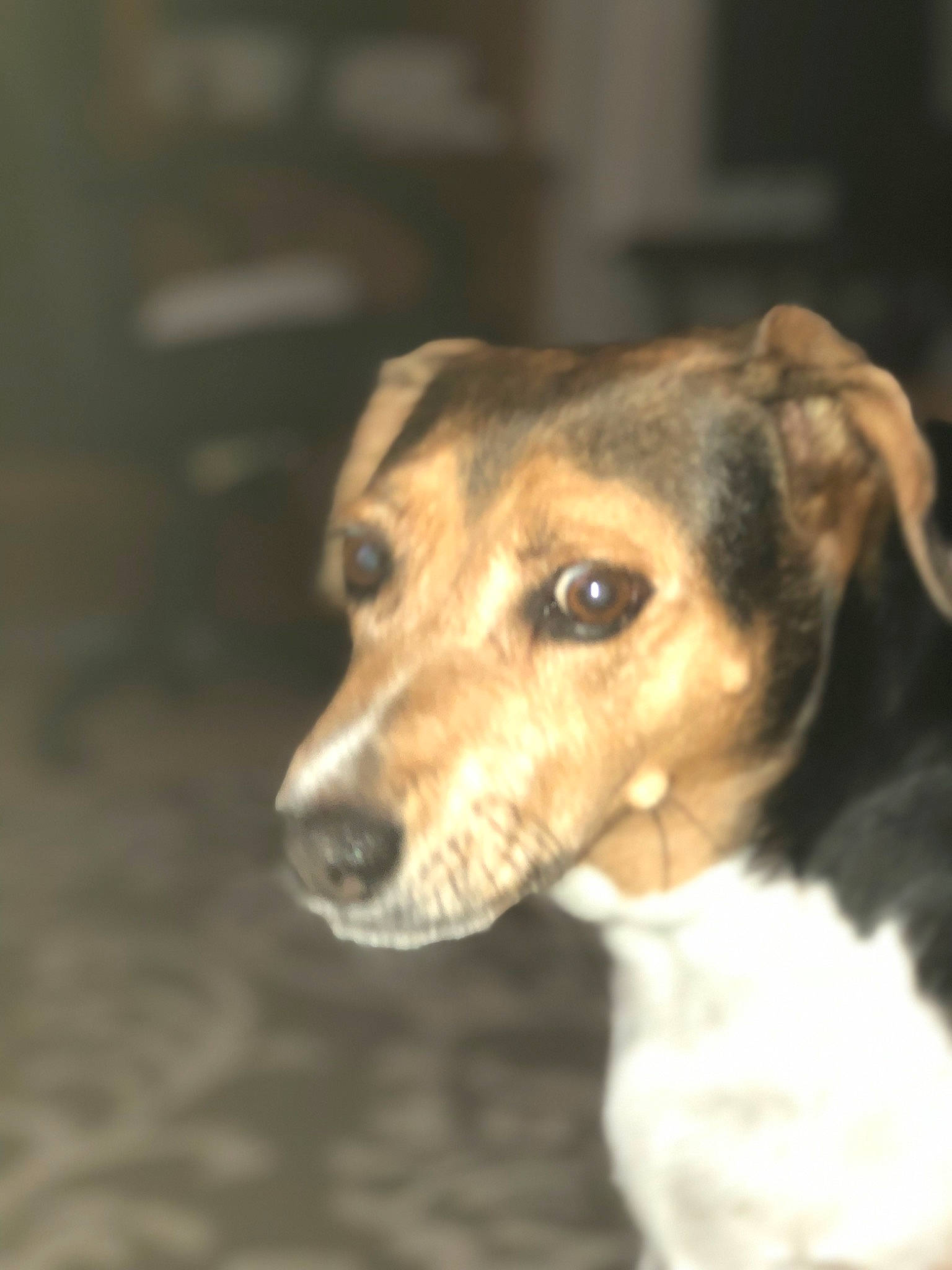 Max joined the competition — help win amazing prizes! beagle, canidae, carnivore, companion_dog, dog, dog_breed, feist, harrier, mammal, nose, puppy, rare_breed_dog, snout, street_dog, whiskers