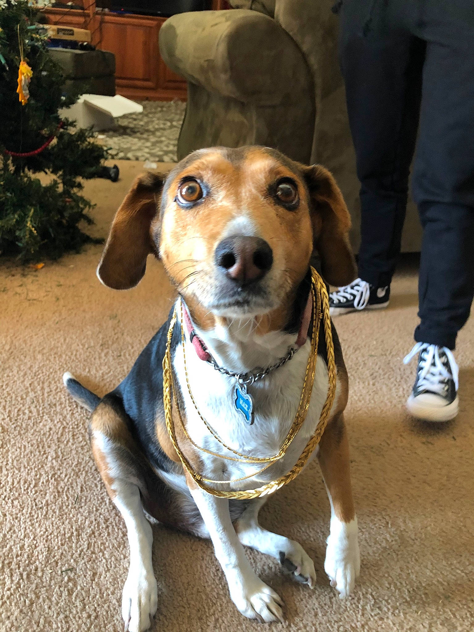 Max is registered to the contest to win money with this photo: american_foxhound, beagador, beagle, beagle_harrier, canidae, carnivore, companion_dog, dog, dog_breed, drever, english_coonhound, fawn, harrier, hunting_dog, mammal, rare_breed_dog, snout, treeing_walker_coonhound, vertebrate, whiskers