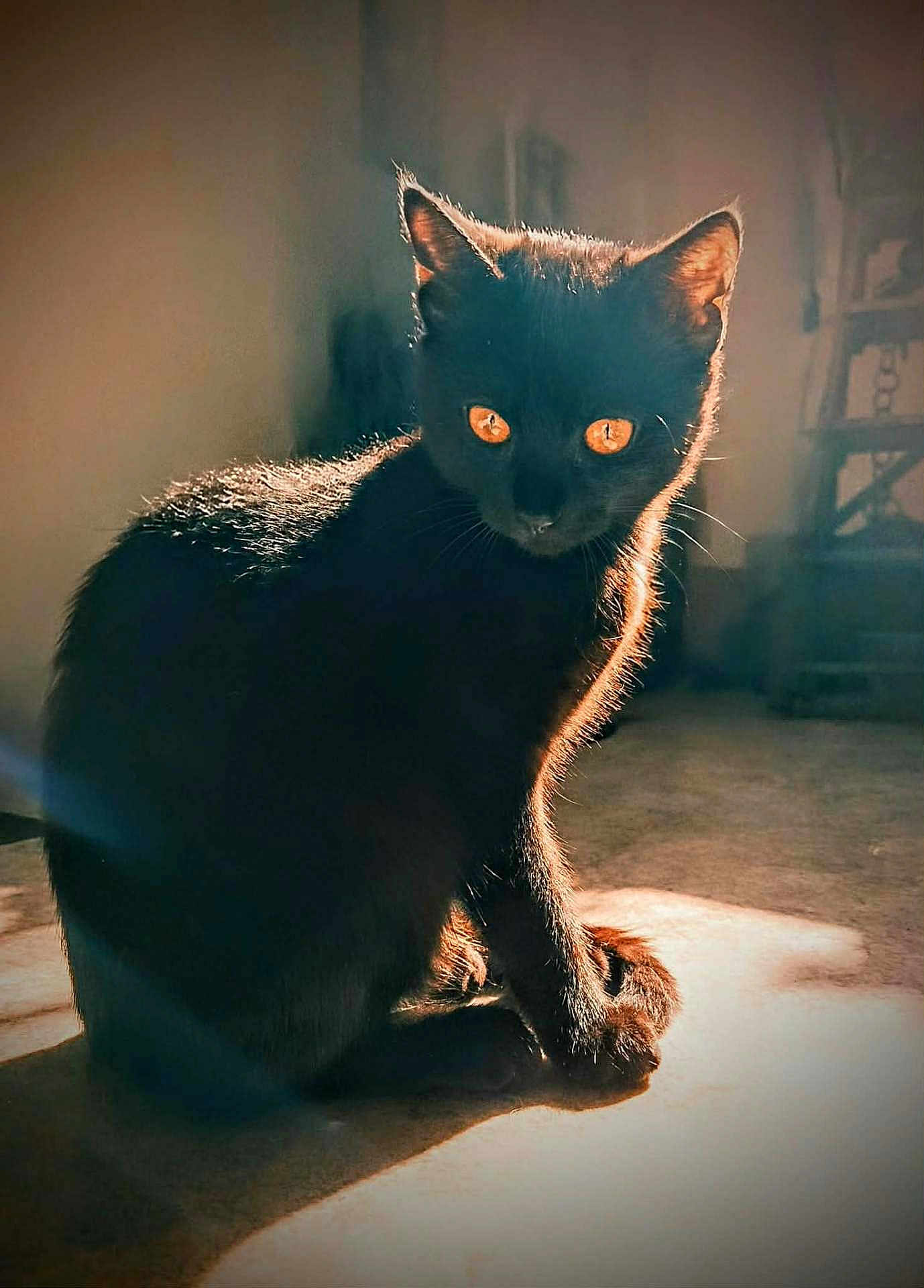 Mystik a rejoint le concours — aidez-le/la à gagner de superbes lots ! black_cat, cat, animal, pet, indoors, sunlight, shadow, amber_eyes, feline, sitting, fur, backlighting, floor, quiet, domestic, whiskers, ears, mysterious, soft_light, portrait