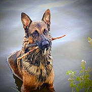 Shadow a rejoint le concours — aidez-le/la à gagner de superbes lots ! dog, german_shepherd, water, stick, animal, pet, outdoor, nature, canine, fetch, wet, muzzle, ears, fur, grass, plants, river, lake, portrait, standing