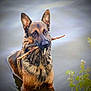 dog, german_shepherd, water, stick, animal, pet, outdoor, nature, canine, fetch, wet, muzzle, ears, fur, grass, plants, river, lake, portrait, standing