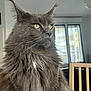 cat, fluffy, gray, yellow_eyes, indoor, window, chair, furniture, pet, whiskers, portrait, closeup, domestic_cat, long_hair, animal, looking_away, house, calm, soft_light, cute