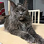 cat, gray_cat, fluffy, long_hair, indoor, table, wooden_table, chair, furniture, pet, animal, domestic, relaxed, looking_at_camera, whiskers, ears, face, eyes, home, cozy