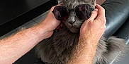 Ross a rejoint le concours — aidez-le/la à gagner de superbes lots ! cat, gray_cat, sunglasses, hands, living_room, couch, furniture, indoor, pet, fluffy, funny, cute, animal, relaxing, home, person_hands, black_couch, window, curtain, tile_floor