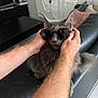 cat, gray_cat, sunglasses, hands, living_room, couch, furniture, indoor, pet, fluffy, funny, cute, animal, relaxing, home, person_hands, black_couch, window, curtain, tile_floor
