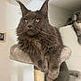 cat, maine_coon, fluffy, gray_cat, cat_tree, indoor, pet, animal, feline, long_hair, ears, whiskers, relaxed, sitting, home, cozy, portrait, furniture, domestic_animal, yellow_eyes