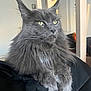 cat, gray_cat, fluffy, long_hair, indoor, pet, animal, yellow_eyes, relaxed, sitting, close_up, portrait, furry, whiskers, paw, home, furniture, window, calm, domestic