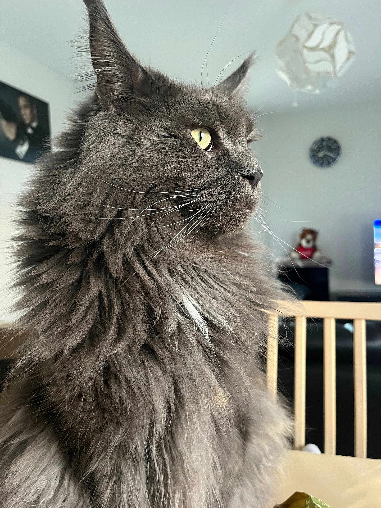 Ross a rejoint le concours — aidez-le/la à gagner de superbes lots ! cat, gray_cat, fluffy_fur, yellow_eyes, indoor, living_room, furniture, clock, teddy_bear, television, portrait, closeup, pet, animal, whiskers, soft_light, domestic_cat, side_view, chair, cozy