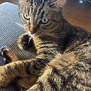 Lisa is registered to the contest to win money with this photo: cat, tabby, feline, pet, indoor, close_up, fur, whiskers, green_eyes, relaxed, texture, fabric, paw, striped, domestic_animal, mammal, animal, cute, resting, cozy