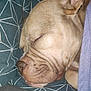 Thalys a rejoint le concours — aidez-le/la à gagner de superbes lots ! animal, blanket, canine, close_up, comfort, cozy, dog, domestic_animal, ear, face, fur, indoor, peaceful, pet, pillow, relaxation, resting, sleeping, snout, wrinkles
