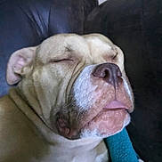 Thalys participe au concours pour gagner de l'argent avec cette photo : animal, canine, close_up, comfort, couch, dog, domestic, ears, face, fur, indoor, leather, muzzle, pet, portrait, relaxed, resting, sleeping, snout, tongue_out