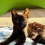 animal, bed, black_cat, claws, closeup, cute, domestic_animal, fabric, feline, fur, green_wall, indoor, kitten, pet, portrait, relaxed, resting, sunlight, whiskers, young