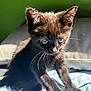 animal, black_kitten, blanket, blue, cat, curious, cute, domestic, feline, floral, fur, green_wall, indoor, kitten, pet, sitting, small, sunlight, whiskers, young