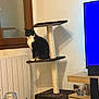 candle, cat, cat_tree, curious, floor, home_decor, indoor, living_room, pet, photo_frame, plastic_bottle, radiator, shelf, sitting, soft_light, table, television, tuxedo_cat, window, wooden_furniture