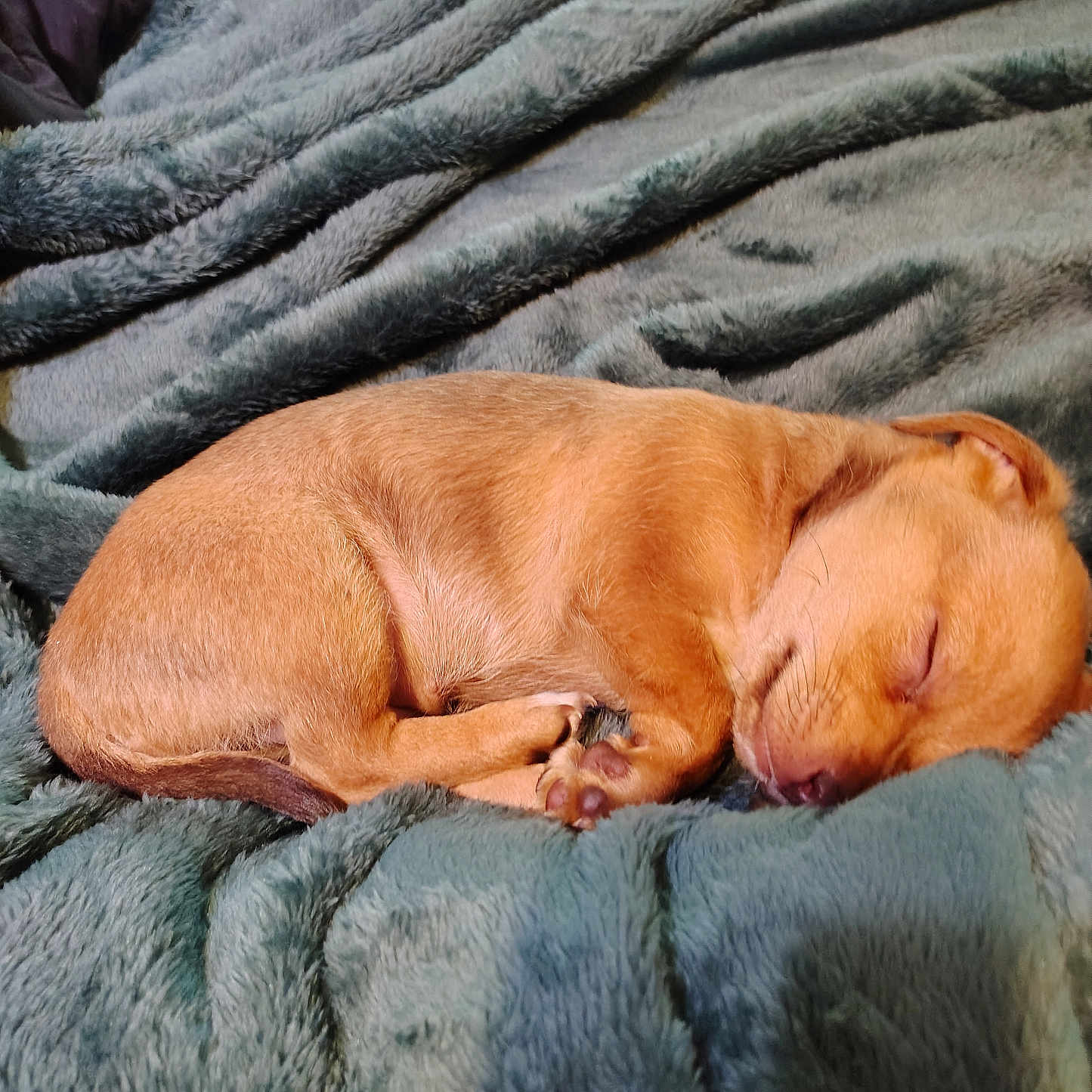 Hunnydo