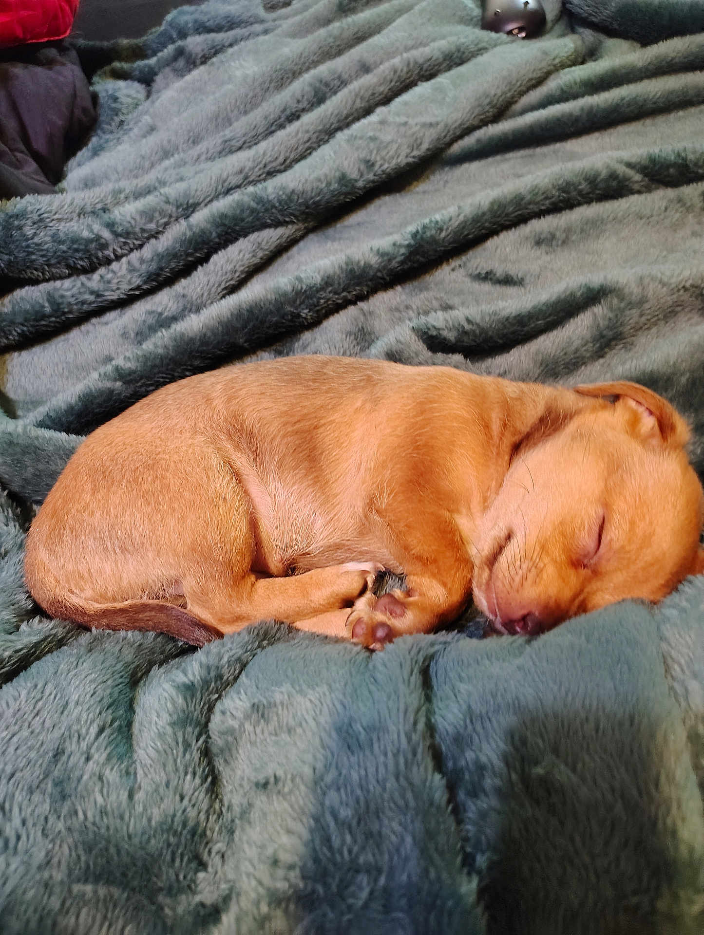 Hunnydo is registered to the contest to win money with this photo: puppy, dog, sleeping, curled_up, blanket, soft_texture, cozy, fur, pet, cute, resting, small_dog, indoors, animal, napping, peaceful, caramel_color, fur_texture, warm, comfort