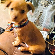 Hunnydo is registered to the contest to win money with this photo: puppy, dog, brown, collar, rainbow, leather, couch, pet, indoor, mesh_bag, fabric, sitting, cute, animal, furniture, small_dog, domestic, young, closeup, blurred