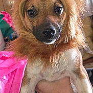 Adub joined the competition — help win amazing prizes! dog, pet, small_dog, costume, lion_mane, fur, close_up, indoor, portrait, face, eyes, nose, whiskers, cute, brown_colored, handheld, human_hand, tattoo, pink_cloth, furniture