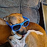 accessory, animal, brown_fur, closeup, companion, couch, cozy, cute, dog, friendship, funny, indoor, pet, portrait, relaxed, resting, snuggling, sunglasses, wearing, white_fur
