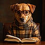 dog, glasses, book, plaid_sweater, reading, portrait, paw, indoor, warm_lighting, brown, table, turtleneck, pet, mammal, eyewear, cozy, intellectual, animal, studio, seated