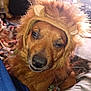 dog, pet, costume, lion_costume, mane, close_up, nose, eyes, fur, sleepy, bed, blanket, indoor, portrait, whiskers, cute, brown, face, mouth, adorable