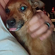 Peanut joined the competition — help win amazing prizes! dog, pet, close_up, brown_coat, tongue_out, face, eye_reflection, nose, human_hand, petting, cuddle, indoor, low_light, flash, grainy, blurred, ring_on_hand, shirt, bottle, countertop