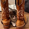 animal, black, boots, brown, cat, cowboy_boots, curious, cute, embroidery, floor, hiding, indoor, kitten, leather, pet, resting, small, tabby, white_paws, wooden_floor