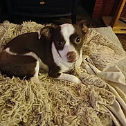 Ginger is registered to the contest to win money with this photo: animal, blanket, brown, carpet, companion, cozy, curious, cute, dog, domestic, fluffy, furniture, home, indoor, looking_up, lying_down, pet, resting, small_dog, white