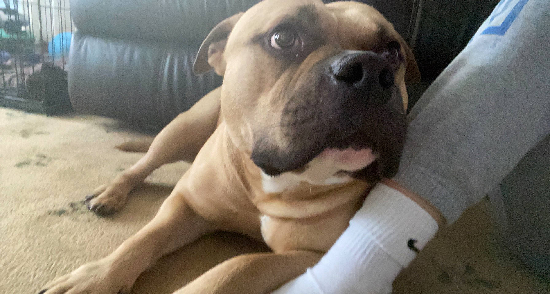 Auggie joined the competition — help win amazing prizes! carnivore, comfort, companion_dog, dog, dog_breed, dog_collar, eye, fawn, flooring, guard_dog, molosser, paw, snout, tail, terrestrial_animal, toy_dog, whiskers, working_animal, working_dog, wrinkle