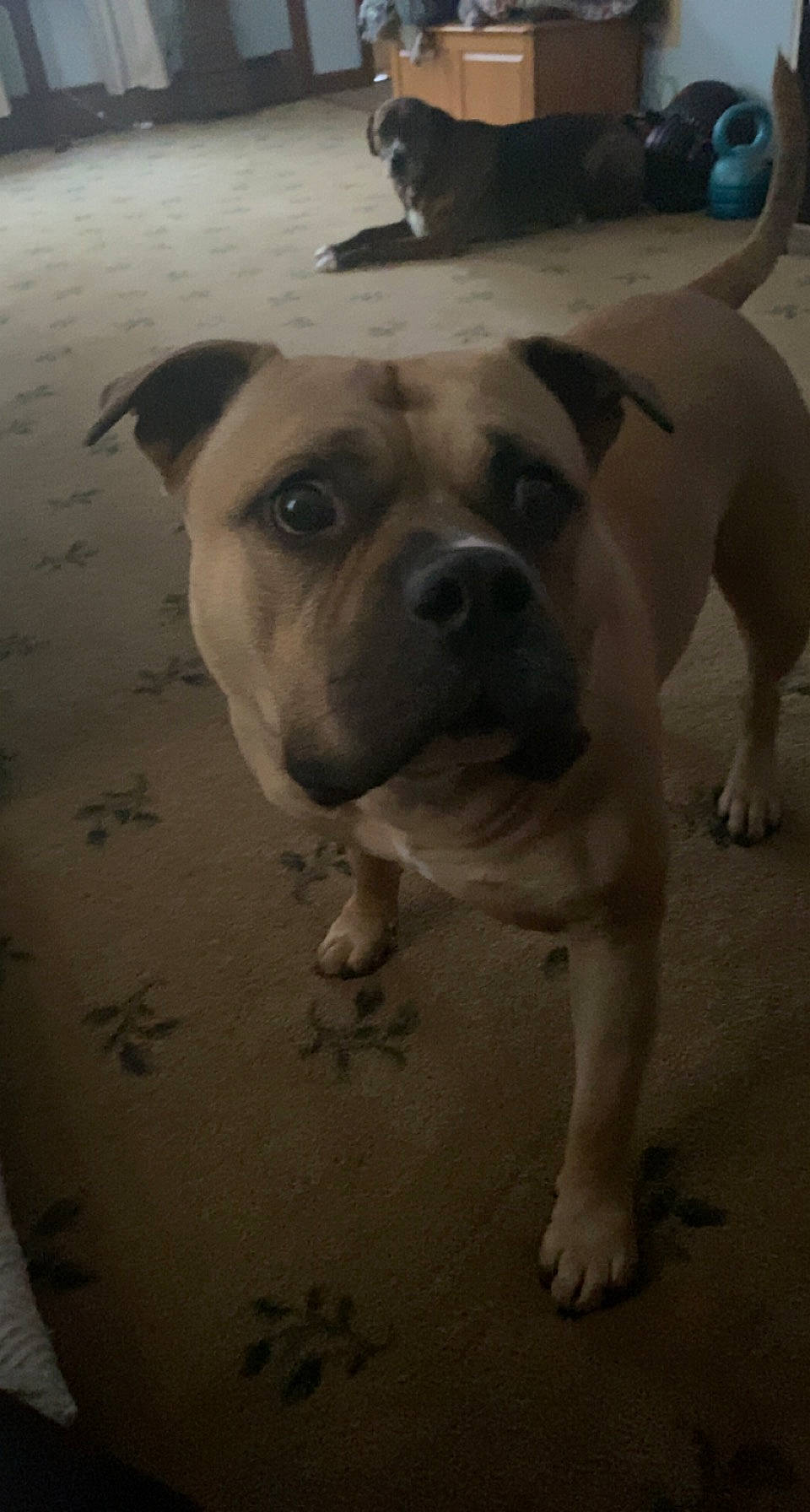 Auggie joined the competition — help win amazing prizes! carnivore, collar, companion_dog, dog, dog_breed, dog_collar, fawn, molosser, monochrome_photography, non_sporting_group, snout, sporting_group, window, working_animal, working_dog, wrinkle