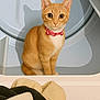 animal, appliance, cat, closeup, collar, curious, curious_eyes, cute, domestic, feline, household, indoor, laundry, orange_tabby, pet, pink_collar, shadow, sitting, soft_lighting, washing_machine