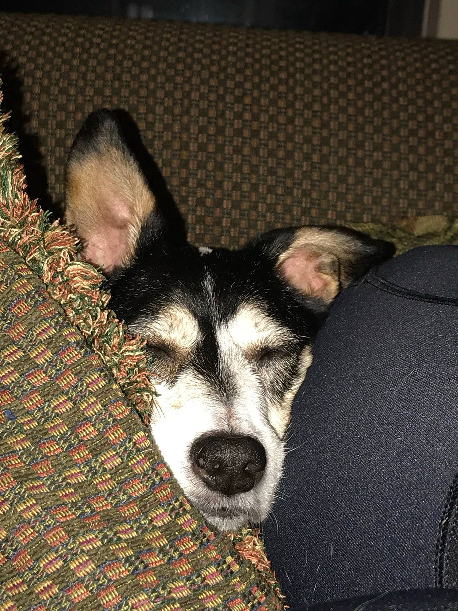 Maycee joined the competition — help win amazing prizes! canidae, carnivore, comfort, couch, dog, dog_breed, fawn, living_room, pattern, snout, vertebrate, whiskers, working_animal, working_dog, woven_fabric