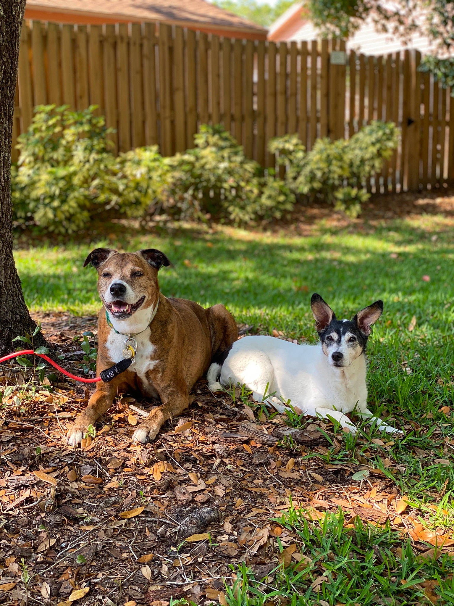 Maycee joined the competition — help win amazing prizes! backyard, canidae, carnivore, collar, companion_dog, dog, dog_breed, dog_collar, fawn, fence, garden, home_fencing, mammal, picket_fence, snout, sporting_group, whiskers, working_animal, working_dog, yard