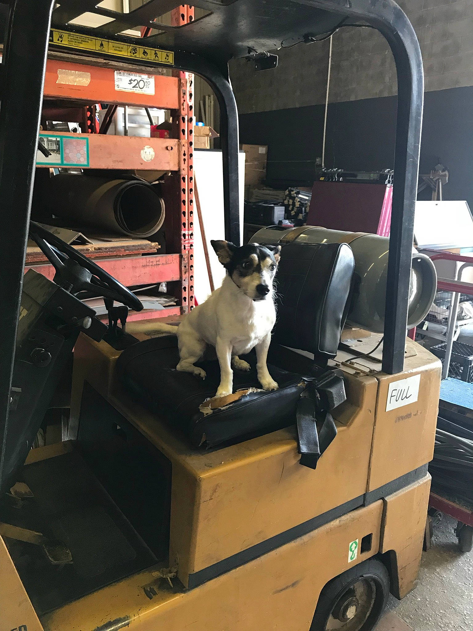 Maycee joined the competition — help win amazing prizes! canidae, carnivore, collar, dog, dog_breed, machine, rolling, snout, sporting_group, working_animal, working_dog