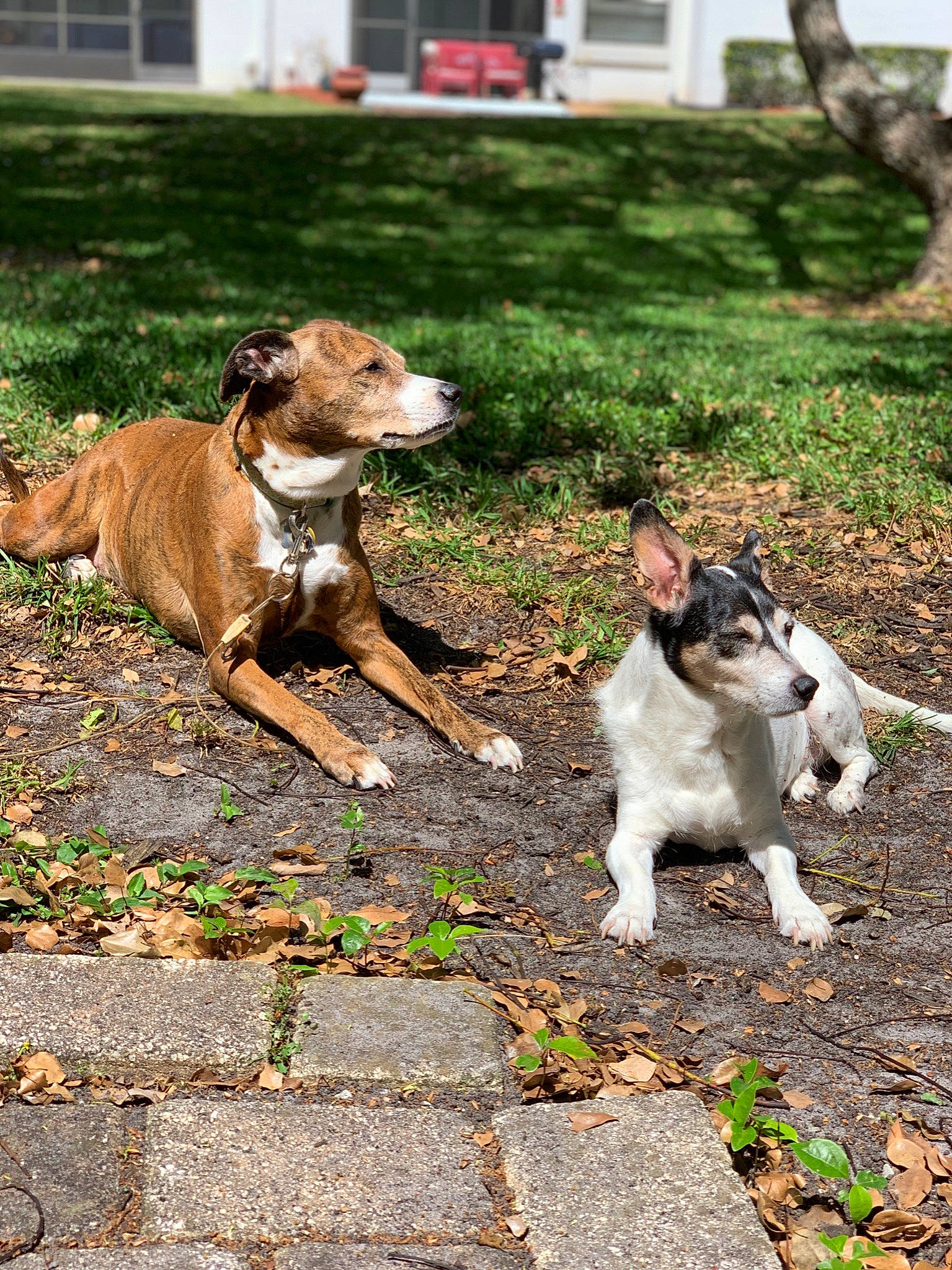 Maycee is registered to the contest to win money with this photo: canidae, carnivore, collar, companion_dog, dog, dog_breed, dog_collar, fawn, fox_terrier, leash, liver, mammal, pet_supply, russell_terrier, snout, sporting_group, tail, terrier, working_animal, yard