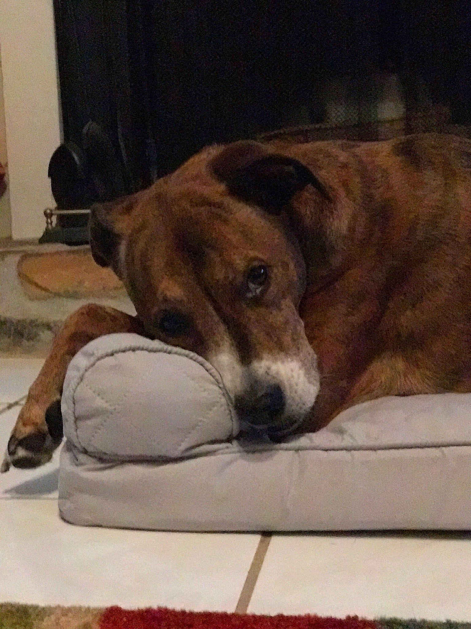 Marley is registered to the contest to win money with this photo: canidae, carnivore, comfort, companion_dog, dog, dog_bed, dog_breed, dog_supply, fawn, fur, linens, liver, mammal, pet_supply, snout, sporting_group, vertebrate, whiskers, working_animal, working_dog